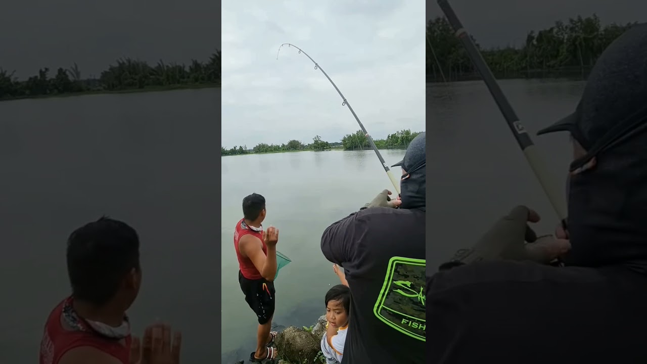 Barramundi catch @Aling Nene's Fish Pond | Ikan Siakap besar di Kolam Mancing | 14kg & 12kg Apahap😊😊