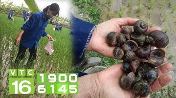 Biện pháp diệt ốc bươu vàng hại lúa | VTC16