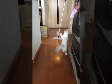 原田俊彦ブリーダーからお迎えしたラグドール：沙彩(さあや)ちゃん