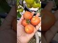 Harvested Tomatoes 🍅 for the first time #viral #gardening #shorts #trending #viral #harvesting