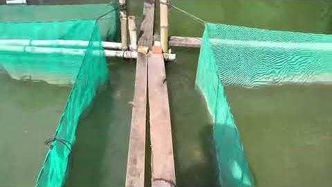 Cá lóc giống 0909 77 0509