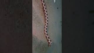 Ocellated Snake Eel hunting