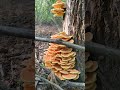 За грибами. Нашел грибного мяса на дереве, ТСЖ. Грибы 2025.