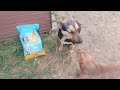 🎥 Het verhaal van Zirochka 🐶