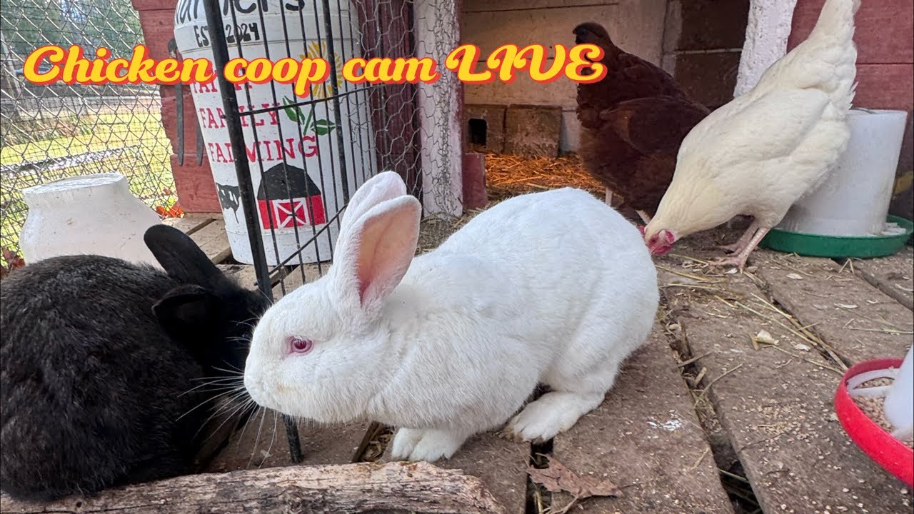RELAXING time on the farm to CALM your mind, and bring youy PEACE. Chicken coop cam live. #Chicken