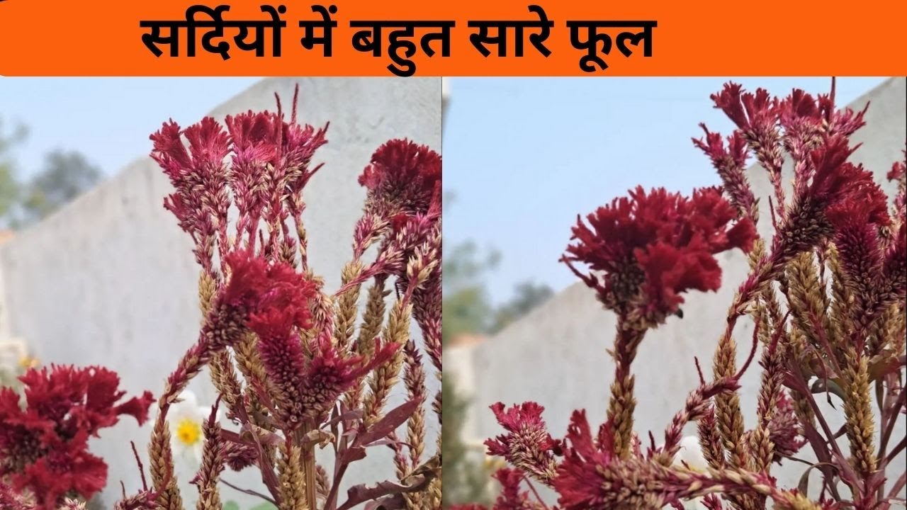 cockscomb flower season in india | How to grow cockscomb plant - YouTube