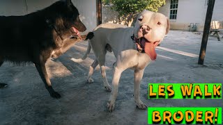 Dogo Argentino and Wolf Dog (Blue Bay Shepherd) Go For A Walk! - Discussing Marking Territory