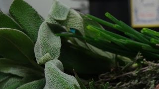Fresh Vs. Dry Herbs