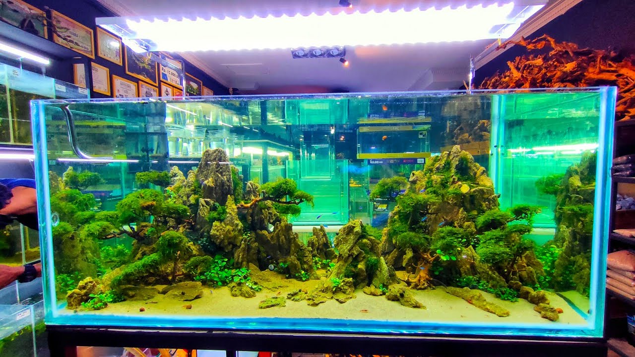 #198 Nyari bahan Aquascape Ditoko Aquatrick Semarang