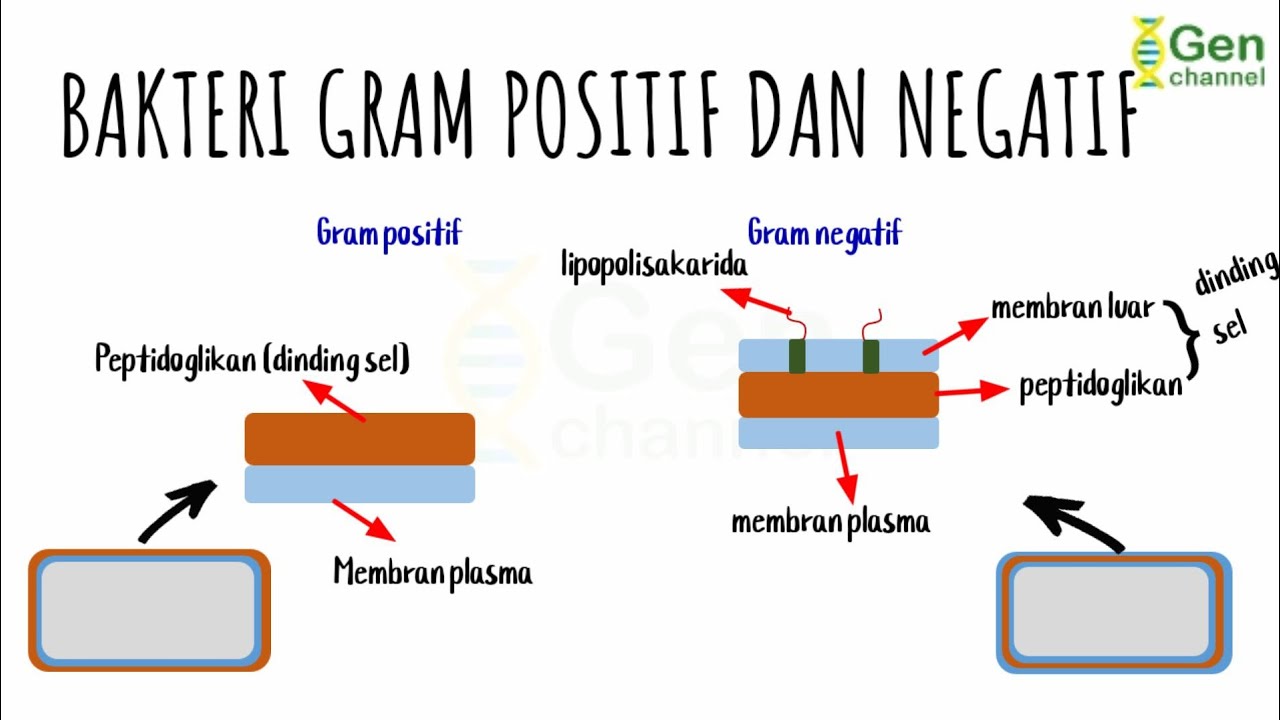 Contoh Bakteri Gram Positif