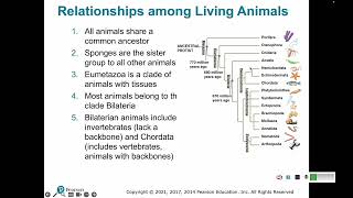 32 4 Basic Animal Phylogeny