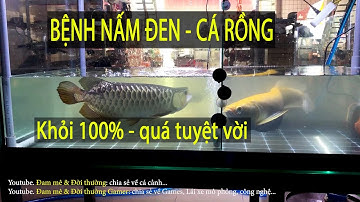 Bệnh NẤM ĐEN ở cá rồng - Cách chữa khỏi 100%