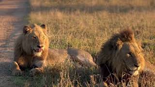 Mohawk Avoca Male Lion  and the 4  Nkuhuma Sub Adult Males | 9 October 2023