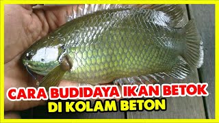 Cara budidaya ikan betok di kolam beton