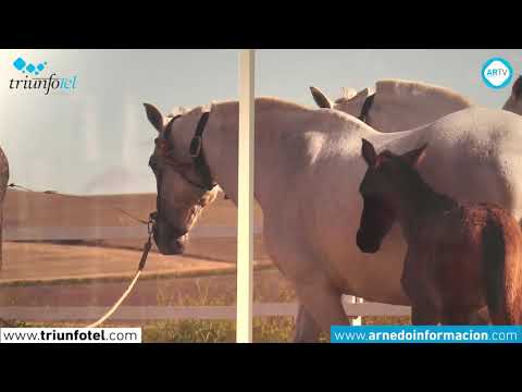 Exposición sobre la Cría Caballar en las Fuerzas Armadas