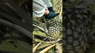 Pineapple Cutting Skills in Farm - Fruit Cutting Skills