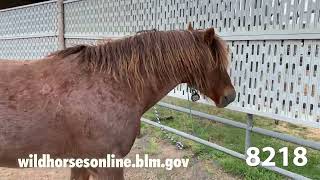 Wild Horse Adoption May 2024