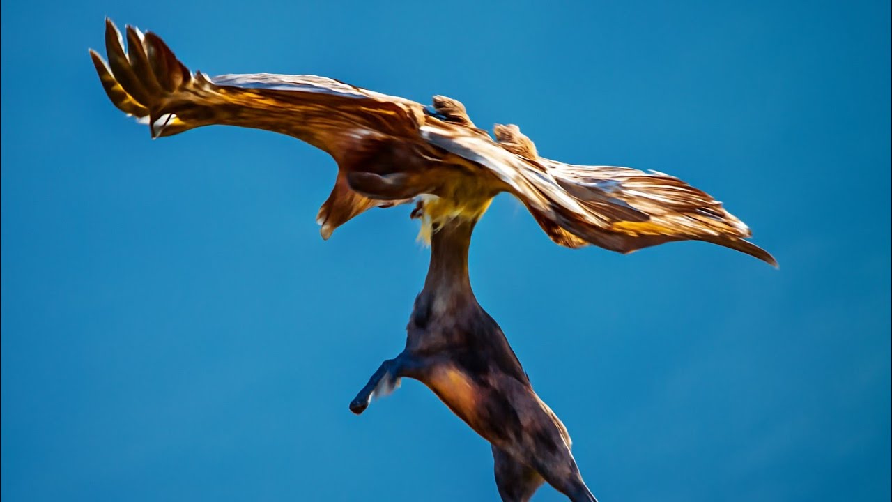 An osprey dives to snatch a fish from the water and small animals 
