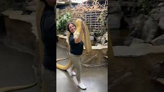 We got a beautiful snake 🐍 here! An albino python! 🐍