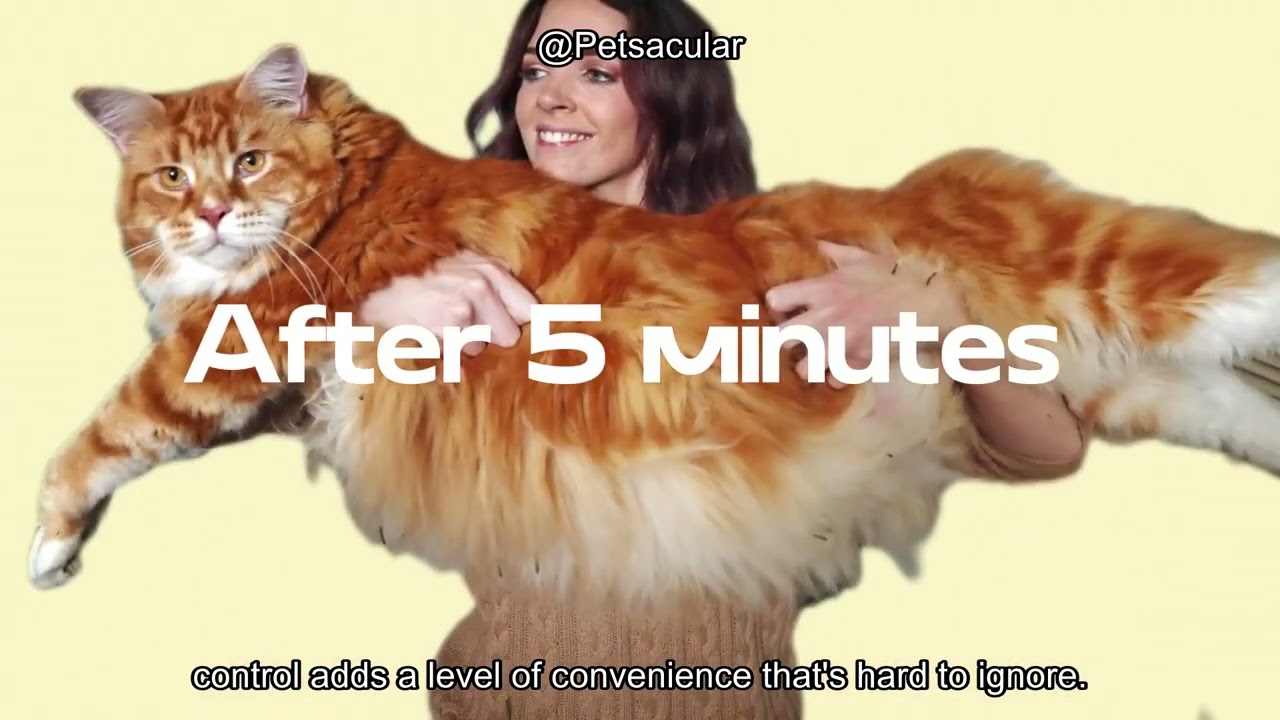 MeowWhimsy Self-Cleaning Cat Litter Box Review: Worth the Hype for Multi-Cat Homes?