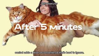 MeowWhimsy Self-Cleaning Cat Litter Box Review: Worth the Hype for Multi-Cat Homes?