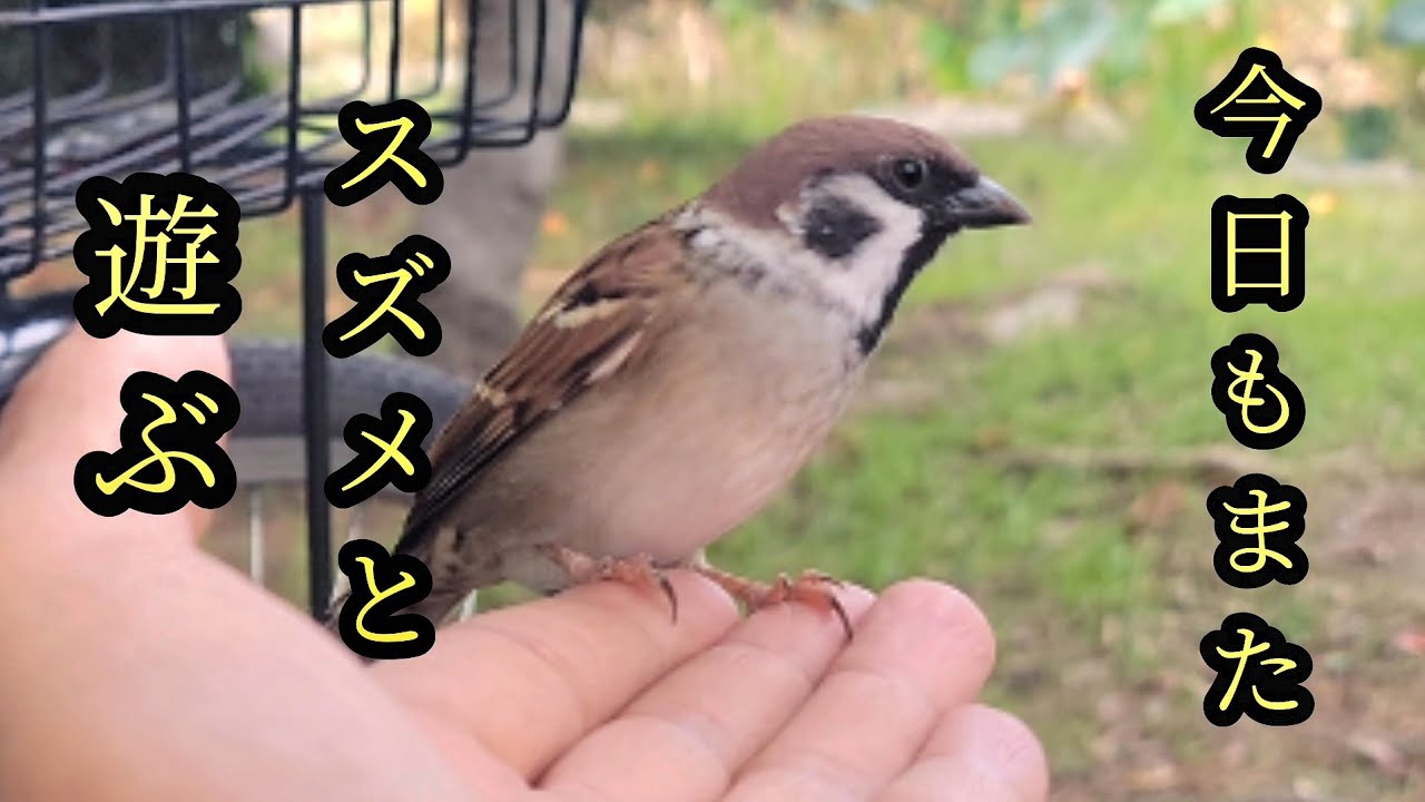 チュンのスポットを二ヶ所紹介します 【すずめ日記】 - YouTube