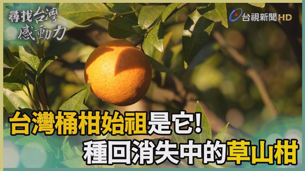尋找台灣感動力-草山柑復育之路 種回記憶中的酸甜