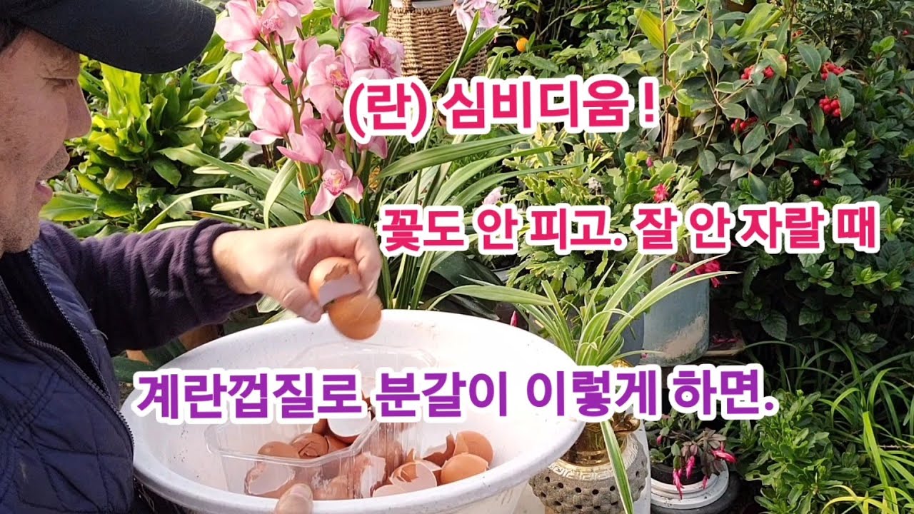 집에서 키우는 서양란 잘 크지도 않고, 꽃도 안필때 이걸로 이렇게 분갈이 해보세요!! (해마다 꽃도 잘 피고 잘 자랍니다)