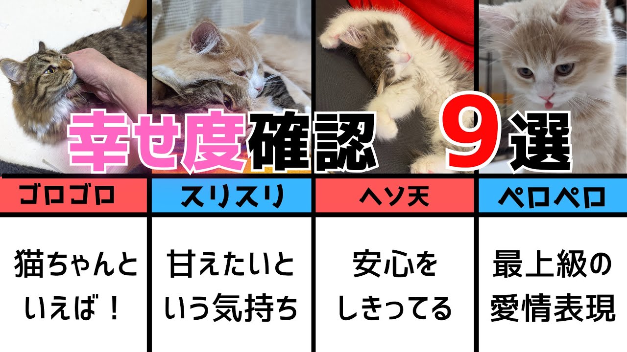 幸せサイン】猫ちゃんがあなたにだけ見せる行動 9選 - YouTube