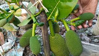 Thai All Time Jack Fruit Successful Ferming in west bengal.7029847107