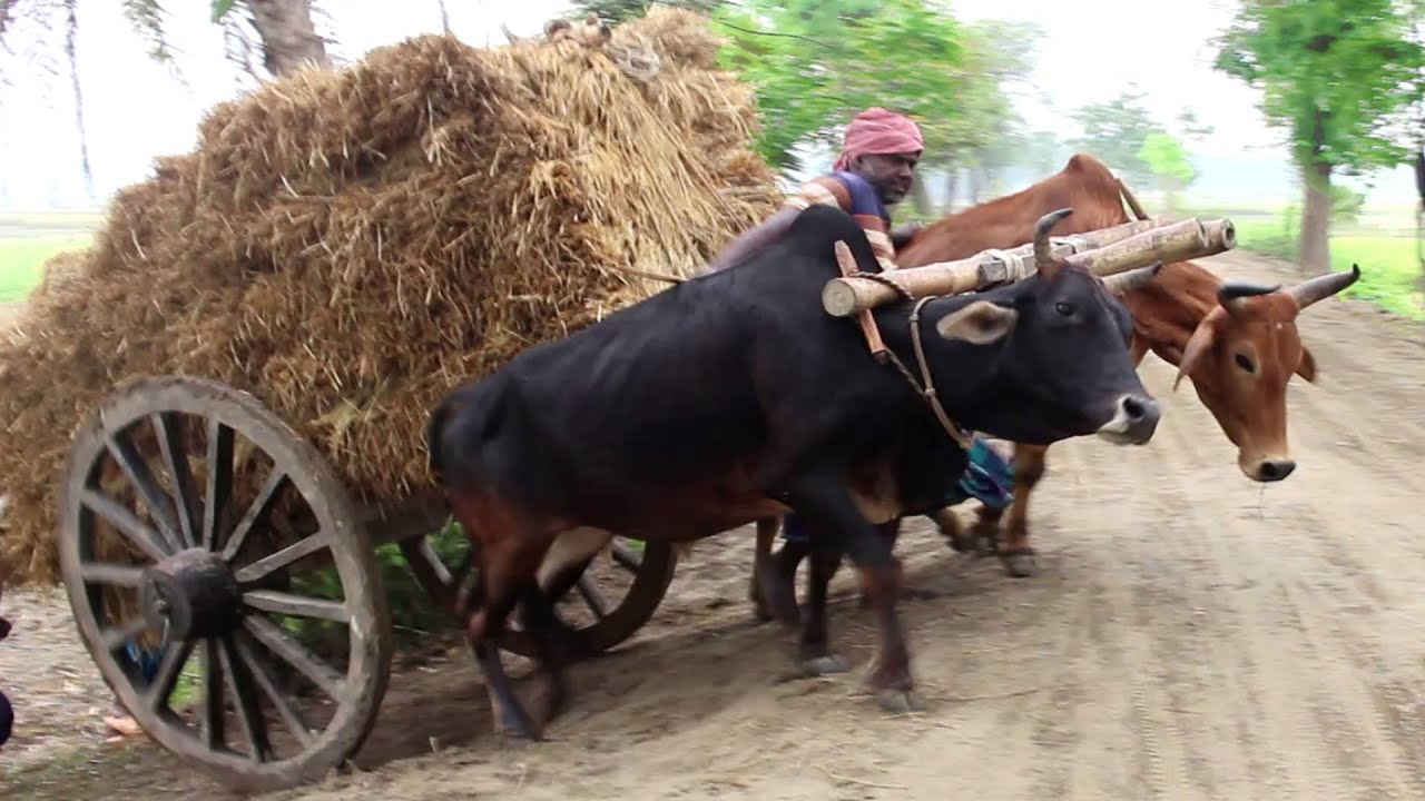 Cow cart Heavy Load paddy || Bullock cart ride mud || Paddy transport ...