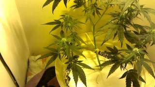 Indoor grow flowering day 21