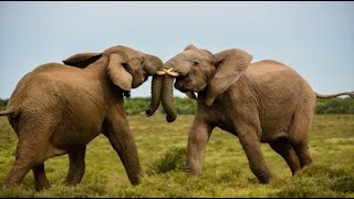 Elephants are very strong and love to fight | Elephants sound