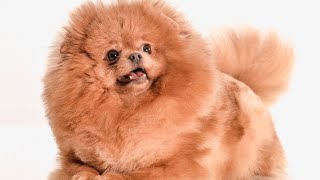 Pomeranian Bark Choir A Symphony of Woofs