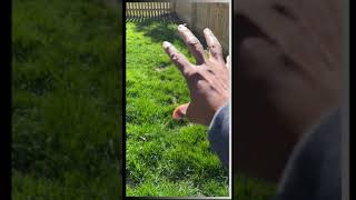 Update on Lateral Spread Fescue | I Blame My Dog