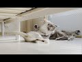 【閲覧注意】先住猫と新入り猫がケンカしてしまいました……