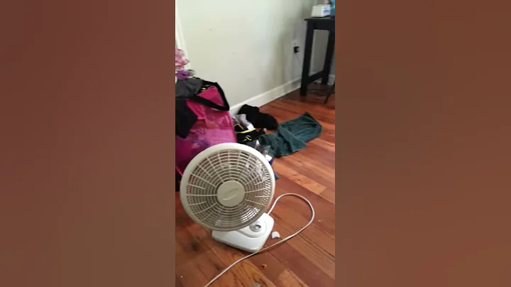 Sock theif