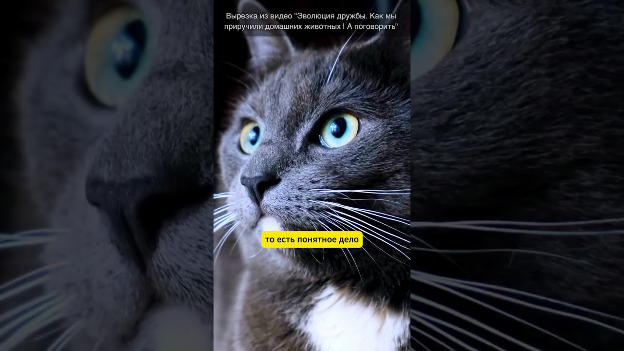 Одомашненные животные и дикая природа