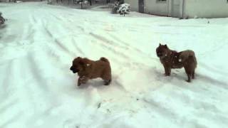 Chow Chow Kar Gorunce