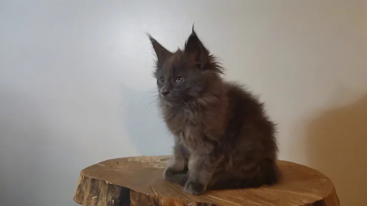 Video 5013061: mainecooncat mainecoons cat, mainecooncat kitten cat, maine coon girl, blue maine coon