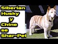 Siberian Husky y Chinese Shar Pei Perro de raza mixta