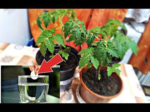 Помидоры с ума сходят от этой аптечной подкормки! Подкормка рассады помидор аспирином!