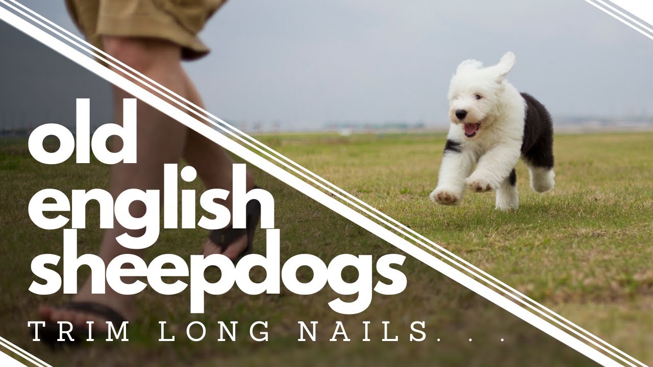 How to Clip Dog's Nails - YouTube