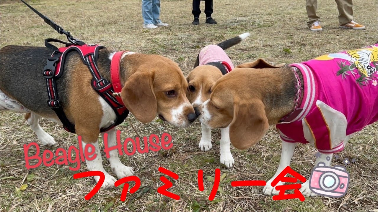 [ビーグル]Beagle House ファミリー会 YouTube