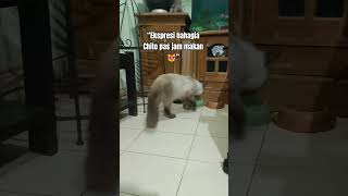 “Ekspresi bahagia Chito pas jam makan 😻” #kucinglucu #kucingbali #kucinghimalaya #kucinganggora