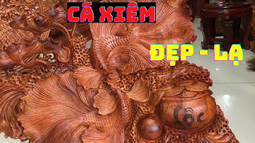 Cận cảnh tượng cá xiêm gỗ hương Gia Lai đẹp lạ