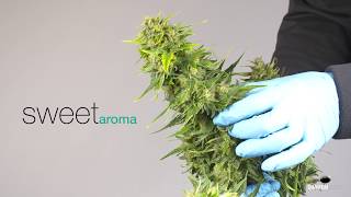 Dinamed CBD Autoflowering cannabis strain with high levels of CBD EN