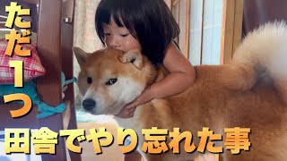 The Shiba Inu went to Iwate and Aomori and enjoyed the countryside