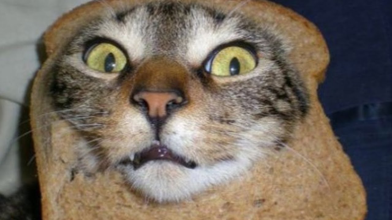 Unexpected cats moments! Why are cats so stupid? YouTube