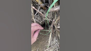 Bẫy chuột,bẫy rắn trong hang chui ra ngoài #bayran #bẫychuột